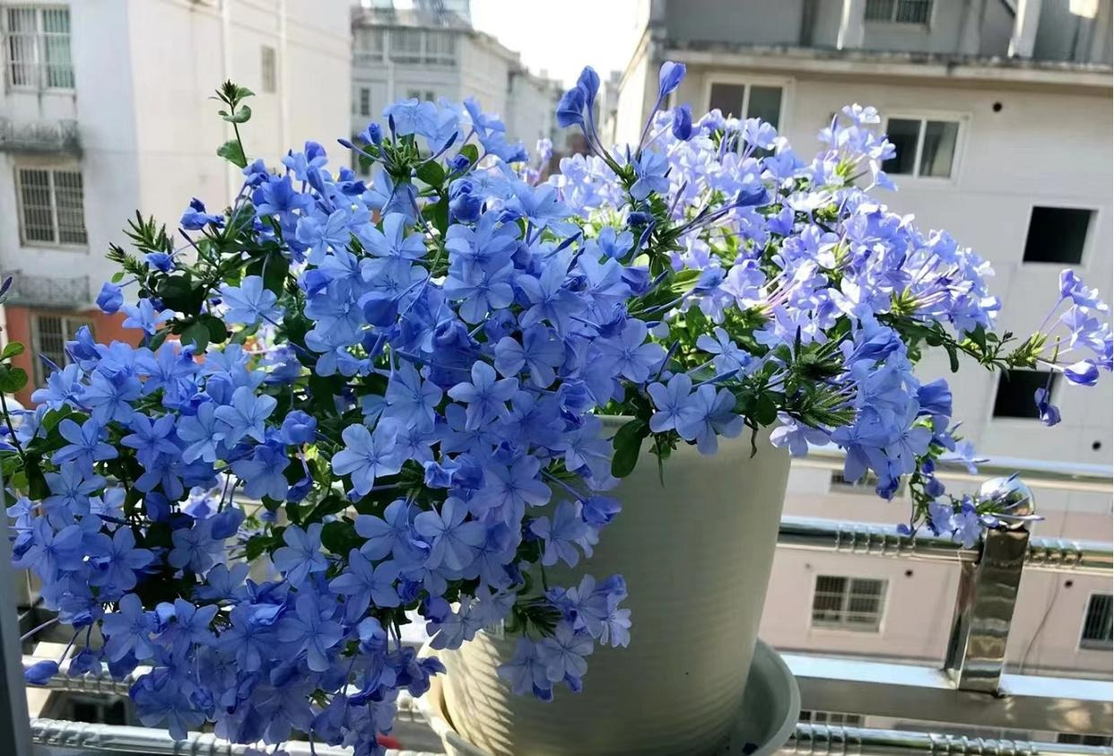 7 cây cảnh "nghén chua", mỗi tháng 1 cốc nước chua tự chế, mùa hè hoa nở rực rỡ, vỡ chậu - Ảnh 7.