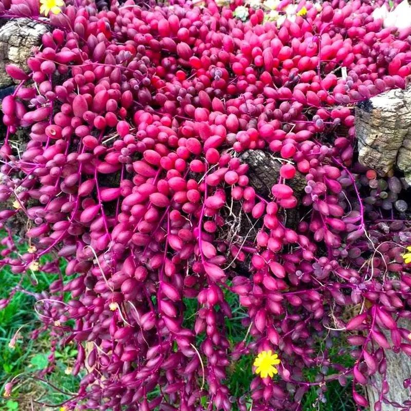 4 cây cảnh bá đạo, siêu độc lạ, treo tường bền đẹp, càng nắng nóng càng tươi tắn, liếc mắt là mê   - Ảnh 3.