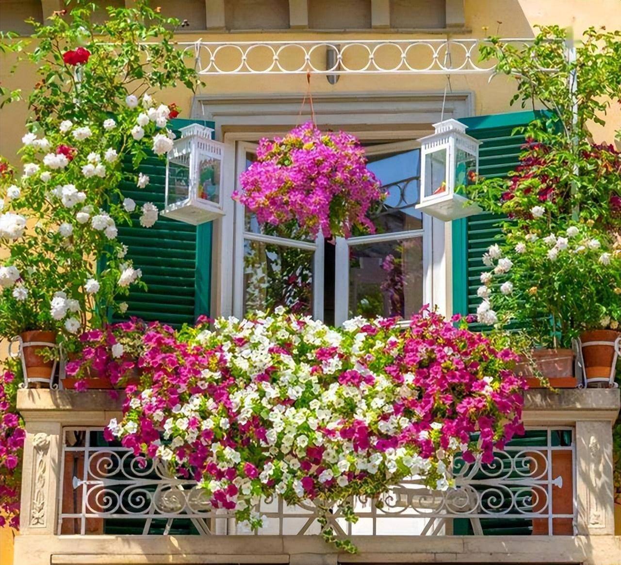 6 cây cảnh không thể "ngửa mặt nhìn trời", trồng ở ban công hướng Bắc phát triển điên cuồng - Ảnh 1.