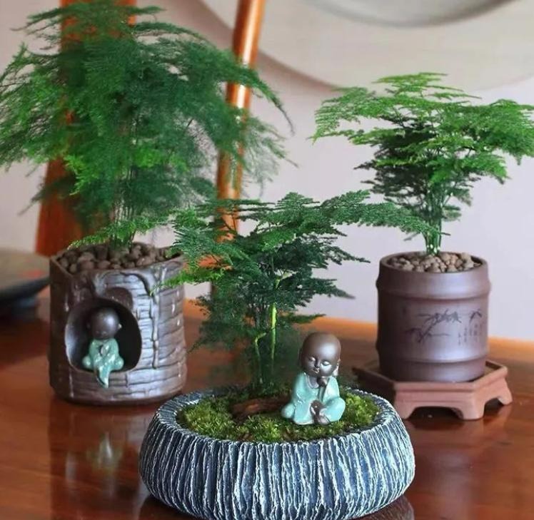 6 cây cảnh không thể "ngửa mặt nhìn trời", trồng ở ban công hướng Bắc phát triển điên cuồng - Ảnh 6.