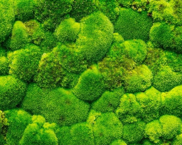 6 cây cảnh không thể "ngửa mặt nhìn trời", trồng ở ban công hướng Bắc phát triển điên cuồng - Ảnh 5.