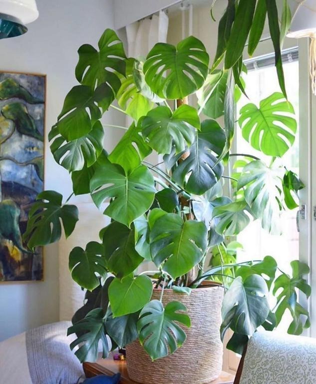 6 cây cảnh không thể "ngửa mặt nhìn trời", trồng ở ban công hướng Bắc phát triển điên cuồng - Ảnh 4.