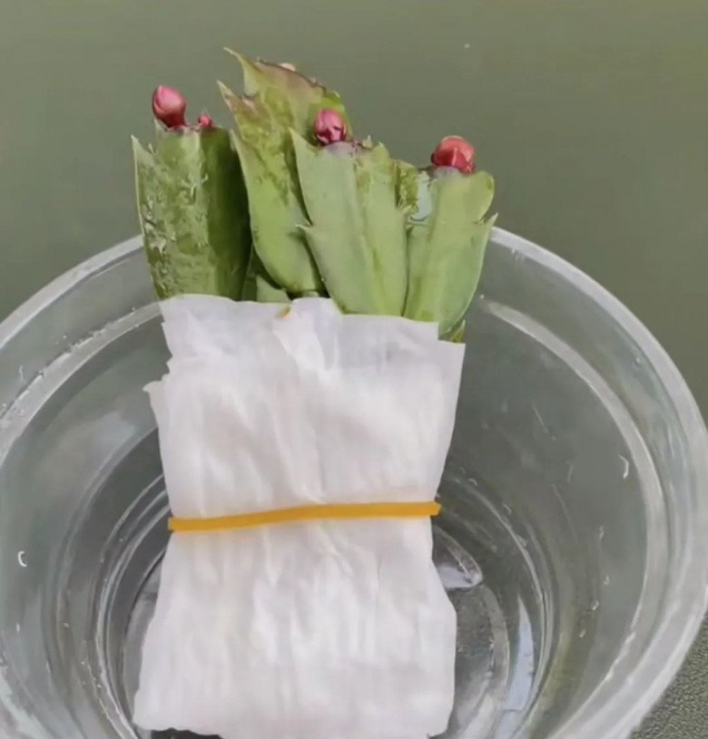 Những cây này chẳng cần tốn tiền mua, ngắt 1 cành bỏ vào giấy vệ sinh “đắp chiếu” là sẽ bén rễ - Ảnh 3.