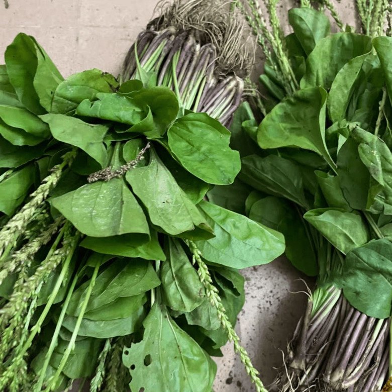 Lá hình tai lợn người ở quê gọi là “cỏ lợi tiểu” nếu gặp nhớ lấy về ăn, rất quý và cực kỳ bổ - Ảnh 2. Lá hình tai lợn người ở quê gọi là “cỏ lợi tiểu” nếu gặp nhớ lấy về ăn, rất quý và cực kỳ bổ - Ảnh 2.