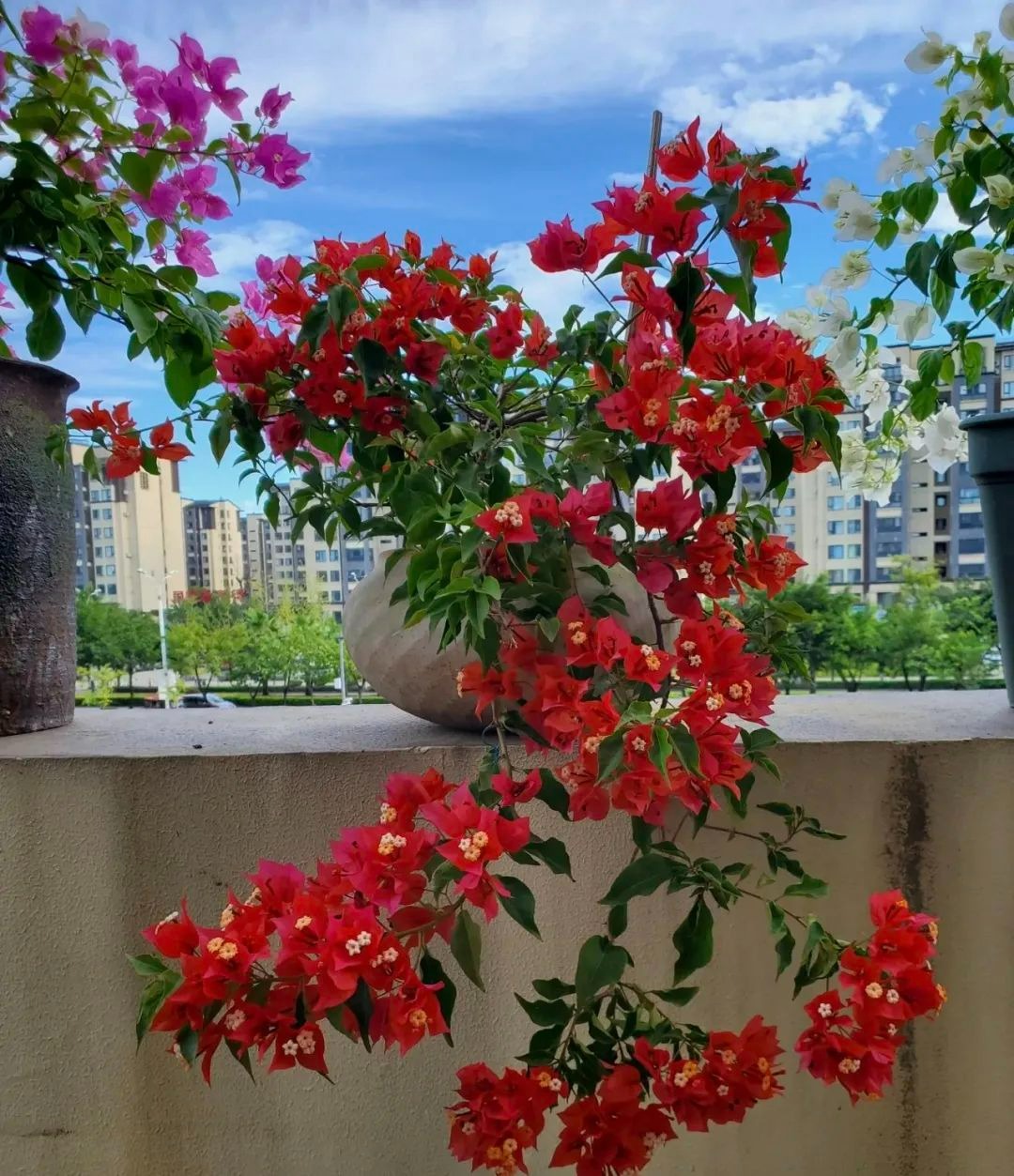 Tháng 6, trồng ngay 3 cây cảnh này, phơi nắng nhiều, tưới nước ít, lượng hoa tăng 20 lần - Ảnh 2.