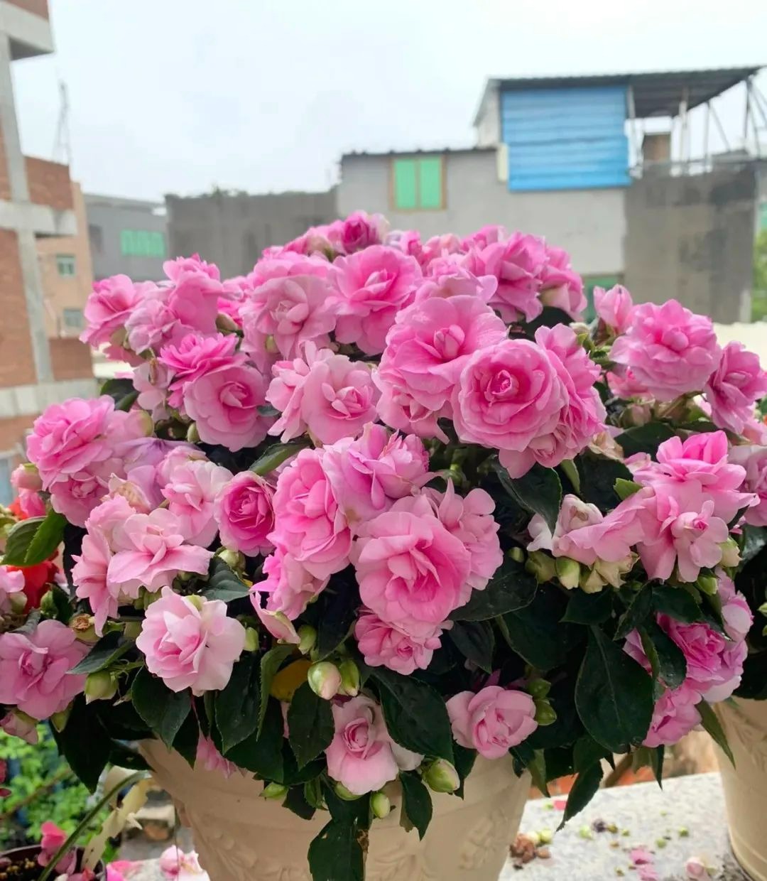 Tháng 6, trồng ngay 3 cây cảnh này, phơi nắng nhiều, tưới nước ít, lượng hoa tăng 20 lần - Ảnh 6.