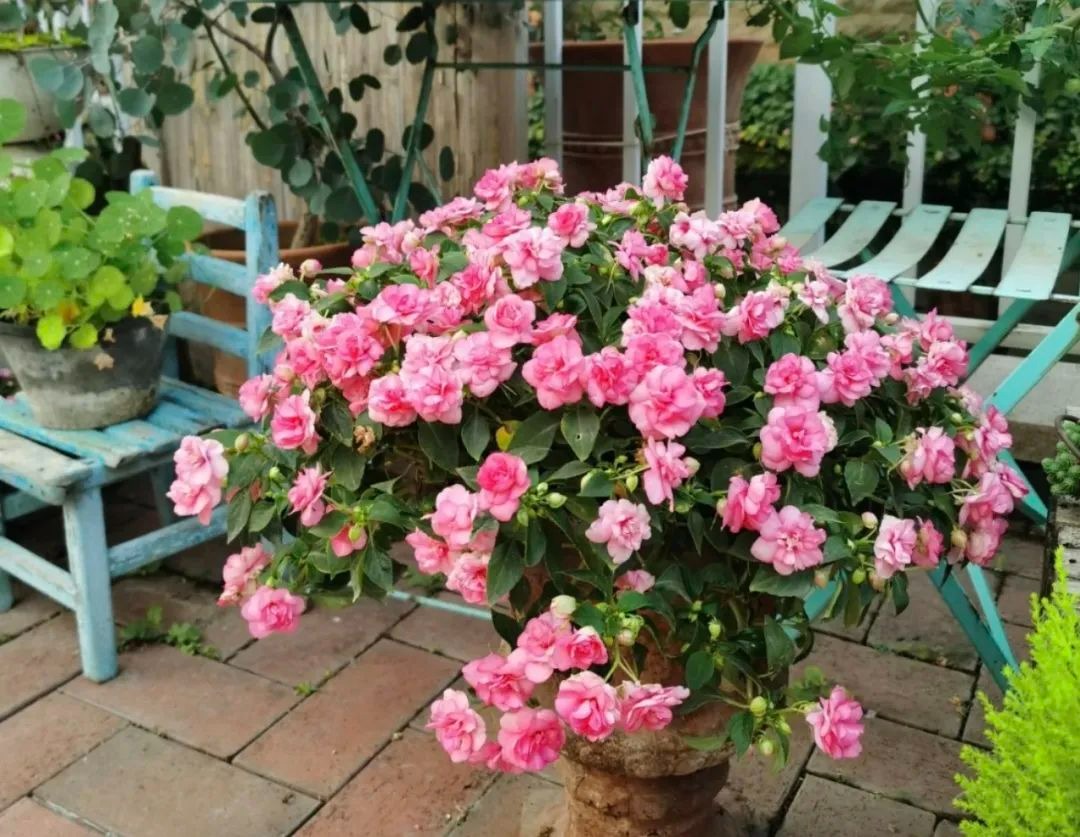 Tháng 6, trồng ngay 3 cây cảnh này, phơi nắng nhiều, tưới nước ít, lượng hoa tăng 20 lần - Ảnh 4.