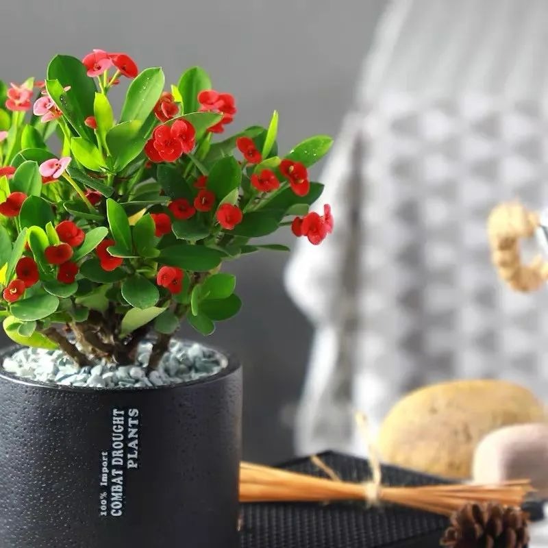 Tháng 6, trồng ngay 3 cây cảnh này, phơi nắng nhiều, tưới nước ít, lượng hoa tăng 20 lần - Ảnh 9.