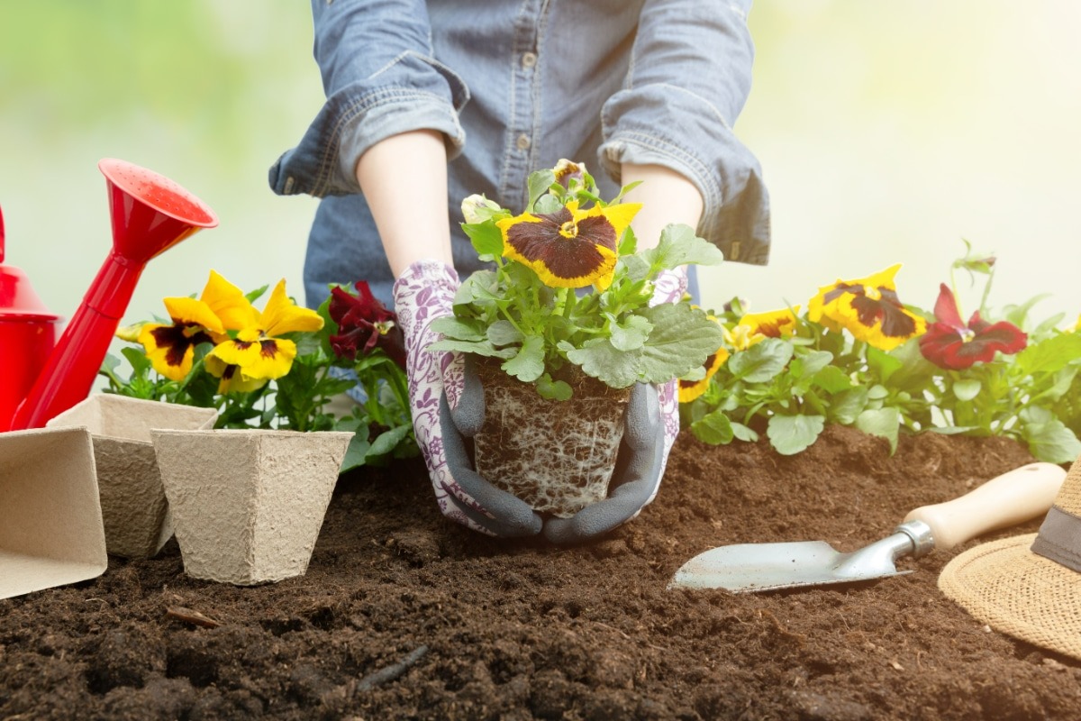 Trồng cây cảnh vào mùa hè, 5 điểm việc phải làm nếu không muốn hoa rụng, cây chết - Ảnh 1.