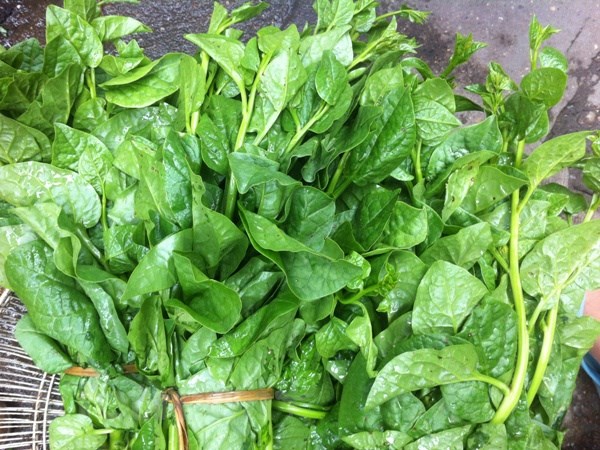 Loại rau "hạ hỏa" siêu canxi, ăn nhiều vào mùa hè, mát gan, thanh nhiệt, cứng xương, dưỡng ruột - Ảnh 1.