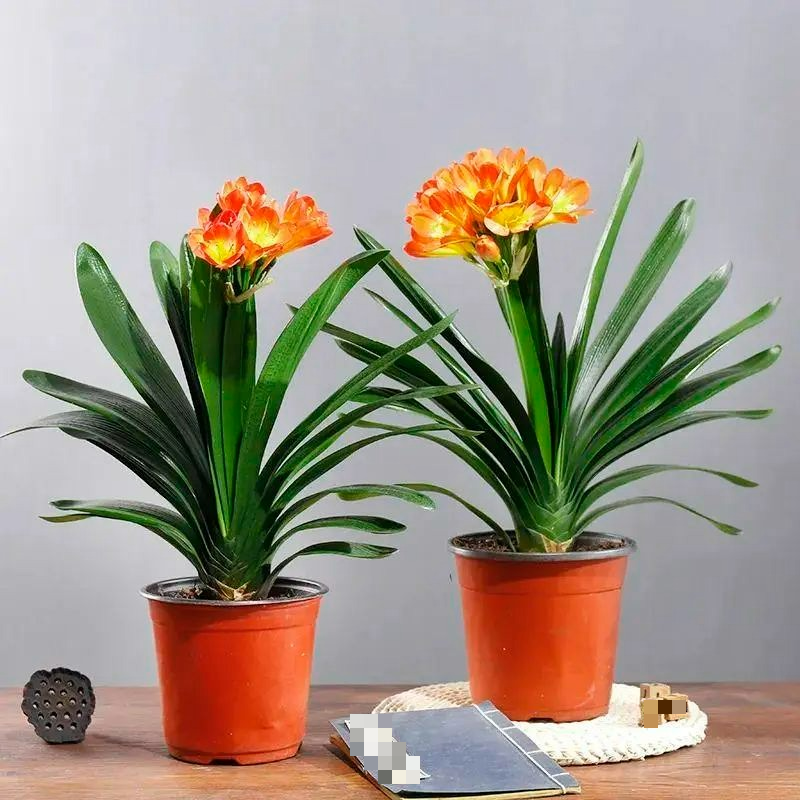 Nhà giàu thích trồng 3 cây cảnh này, đón phước lành, chiêu tài đắc lộc, làm việc gì cũng suôn sẻ - Ảnh 5.