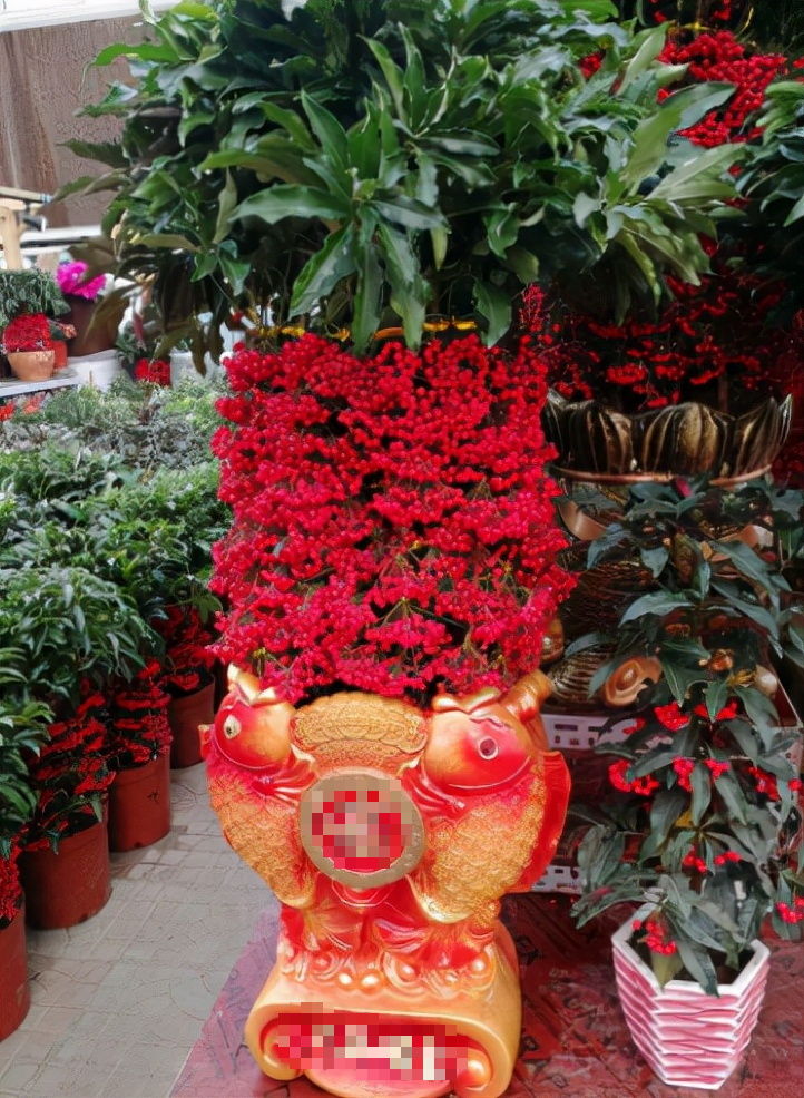 Nhà giàu thích trồng 3 cây cảnh này, đón phước lành, chiêu tài đắc lộc, làm việc gì cũng suôn sẻ - Ảnh 3.