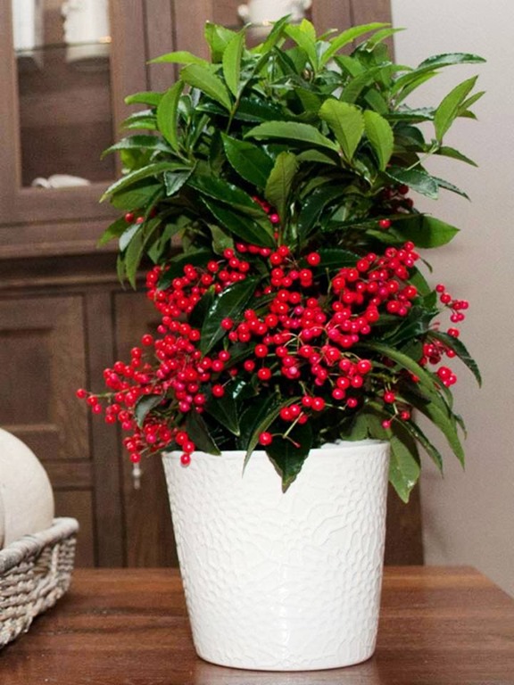 Nhà giàu thích trồng 3 cây cảnh này, đón phước lành, chiêu tài đắc lộc, làm việc gì cũng suôn sẻ - Ảnh 2.