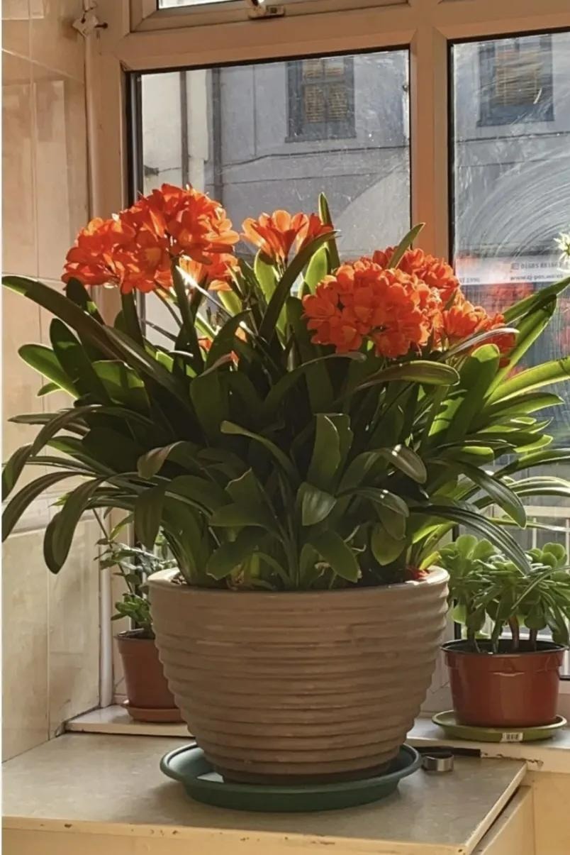 Nhà giàu thích trồng 3 cây cảnh này, đón phước lành, chiêu tài đắc lộc, làm việc gì cũng suôn sẻ - Ảnh 6.