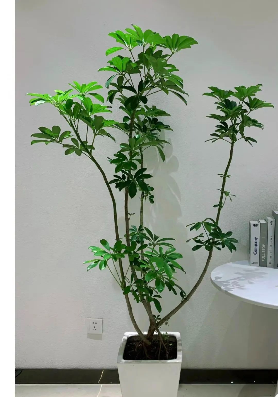 Nhà giàu thích trồng 3 cây cảnh này, đón phước lành, chiêu tài đắc lộc, làm việc gì cũng suôn sẻ - Ảnh 7.