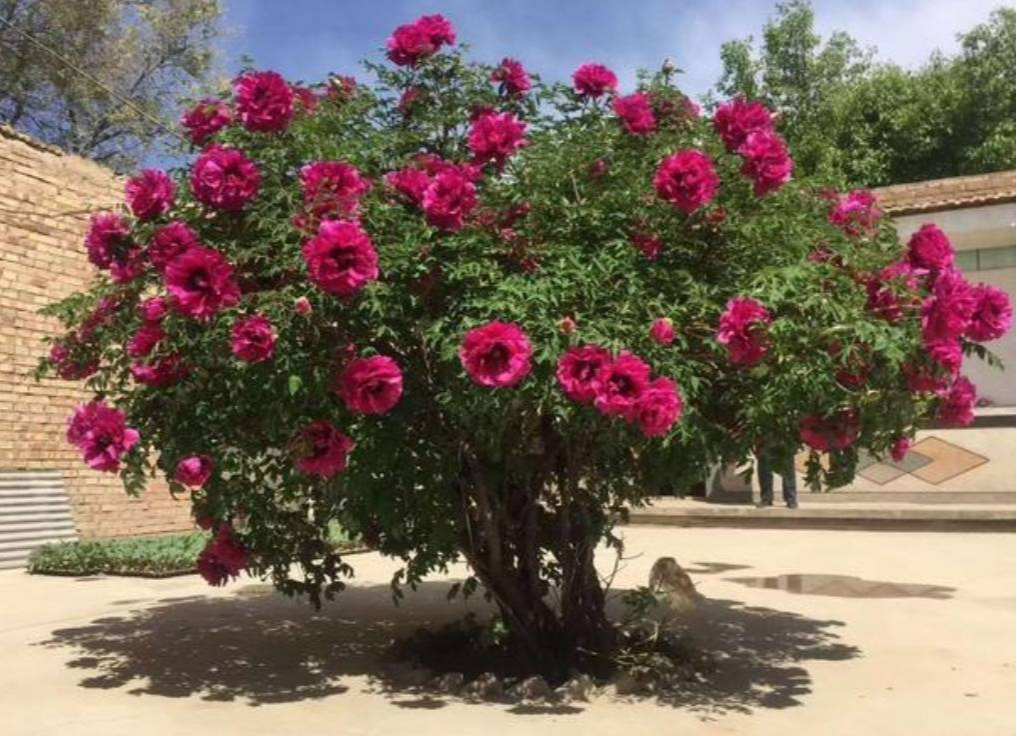 Có sân nhỏ, trồng 3 cây cảnh "thần hộ mệnh", trấn trạch, chiêu tài, con cháu thịnh vượng dài lâu - Ảnh 3.