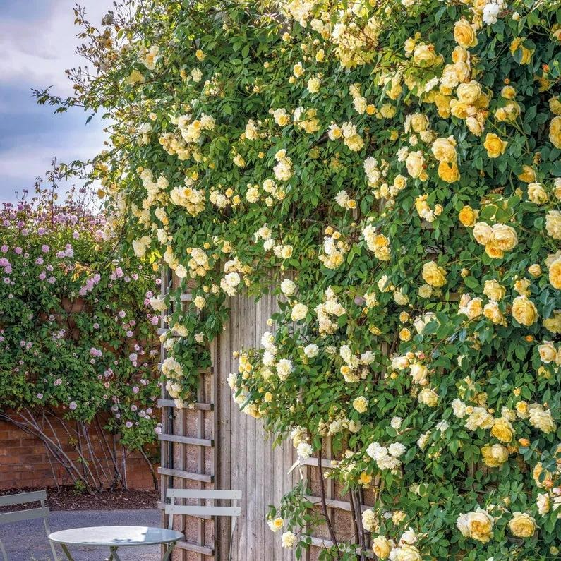 Có sân nhỏ, trồng 3 cây cảnh "thần hộ mệnh", trấn trạch, chiêu tài, con cháu thịnh vượng dài lâu - Ảnh 6.