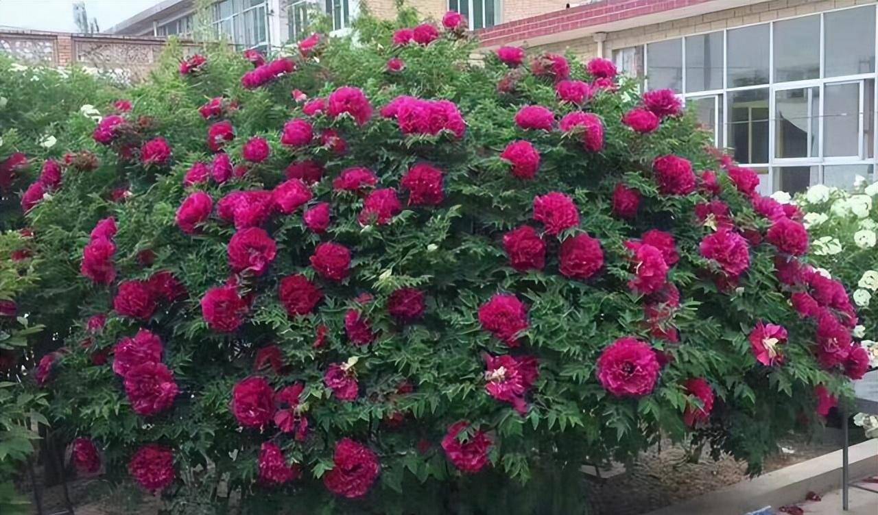 Có sân nhỏ, trồng 3 cây cảnh "thần hộ mệnh", trấn trạch, chiêu tài, con cháu thịnh vượng dài lâu - Ảnh 1.