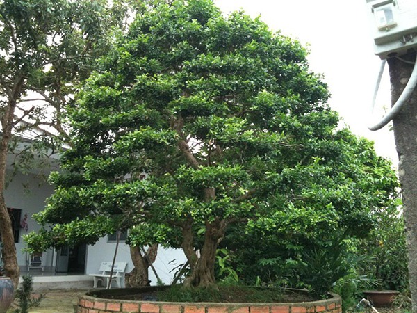 Có sân nhỏ, trồng 3 cây cảnh "thần hộ mệnh", trấn trạch, chiêu tài, con cháu thịnh vượng dài lâu - Ảnh 8.