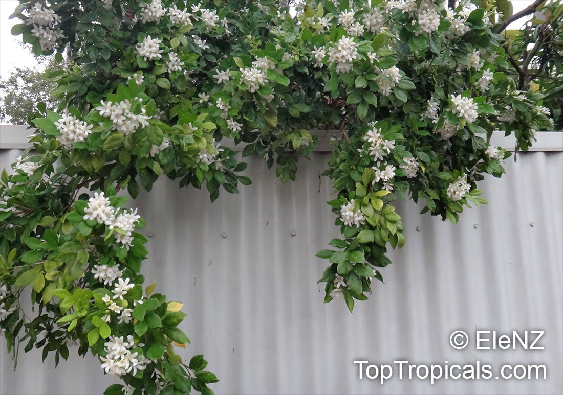 Có sân nhỏ, trồng 3 cây cảnh "thần hộ mệnh", trấn trạch, chiêu tài, con cháu thịnh vượng dài lâu - Ảnh 7.