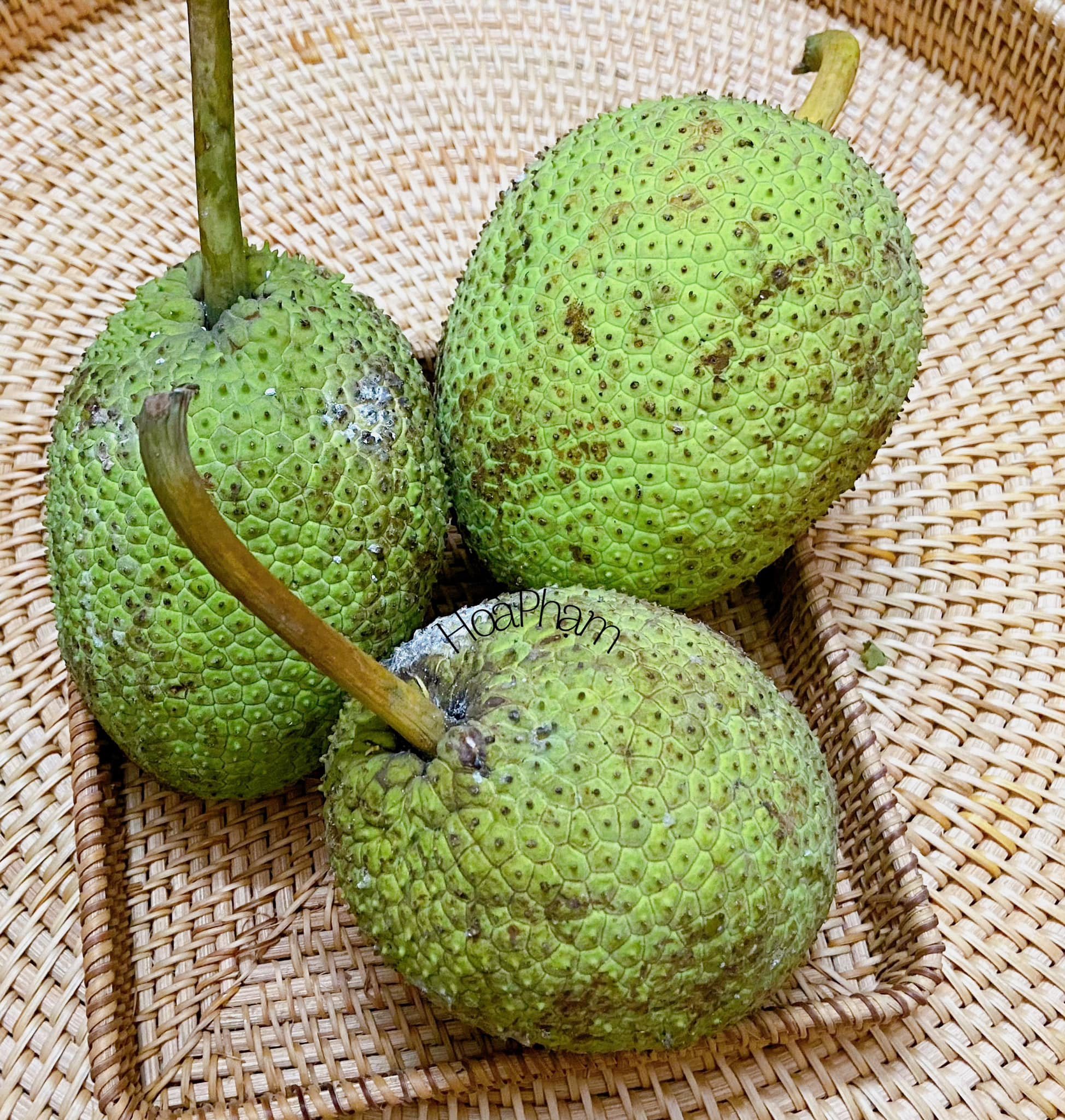 Loại quả của cây “bánh mì” có tác dụng hỗ trợ tiêu hóa, ngăn ngừa rụng tóc, đem làm chả ăn càng ngon - Ảnh 1.