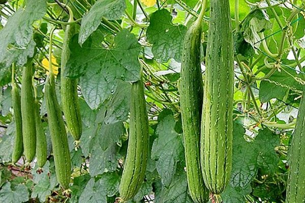 Mùa hè ăn 4 loại rau siêu vitamin C để bổ sung nước, cấp ẩm cho da khô, càng ăn càng khỏe - Ảnh 3.