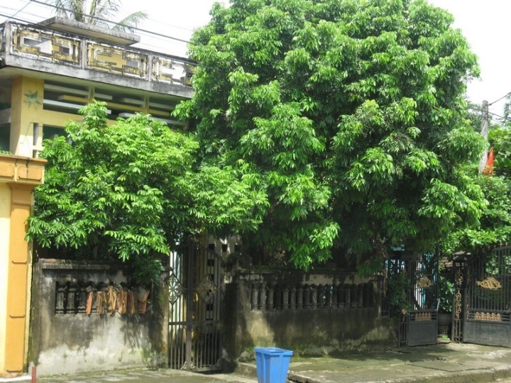 Tại sao không nên trồng cây to trước nhà? - Ảnh 1. Tại sao không nên trồng cây to trước nhà? - Ảnh 1.