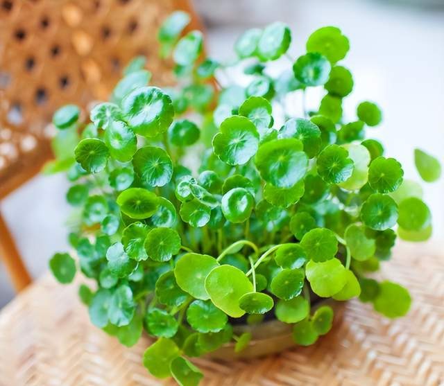 Chớ để bàn làm việc trống, hãy trồng 5 loại hoa nhỏ xinh hút tài lộc này, sự nghiệp lên như diều gặp gió - Ảnh 1. Chớ để bàn làm việc trống, hãy trồng 5 loại hoa nhỏ xinh hút tài lộc này, sự nghiệp lên như diều gặp gió - Ảnh 1.