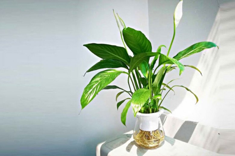 Chớ để bàn làm việc trống, hãy trồng 5 loại hoa nhỏ xinh hút tài lộc này, sự nghiệp lên như diều gặp gió - Ảnh 3. Chớ để bàn làm việc trống, hãy trồng 5 loại hoa nhỏ xinh hút tài lộc này, sự nghiệp lên như diều gặp gió - Ảnh 3.