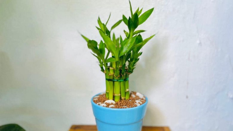 Chớ để bàn làm việc trống, hãy trồng 5 loại hoa nhỏ xinh hút tài lộc này, sự nghiệp lên như diều gặp gió - Ảnh 4. Chớ để bàn làm việc trống, hãy trồng 5 loại hoa nhỏ xinh hút tài lộc này, sự nghiệp lên như diều gặp gió - Ảnh 4.