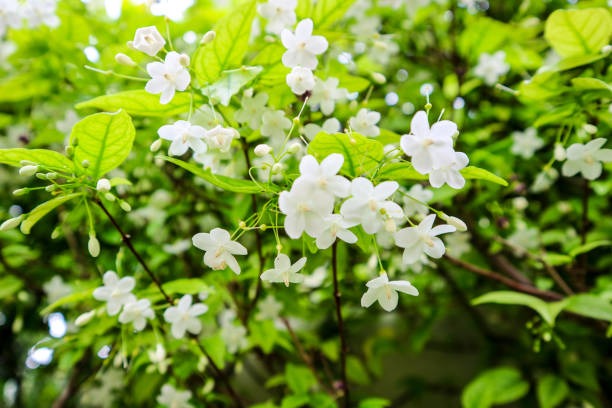 Loại cây này trong tên “có nước”, trồng một cây trước nhà con cháu đời đời giàu sang, càng trồng lâu càng có giá - Ảnh 1.