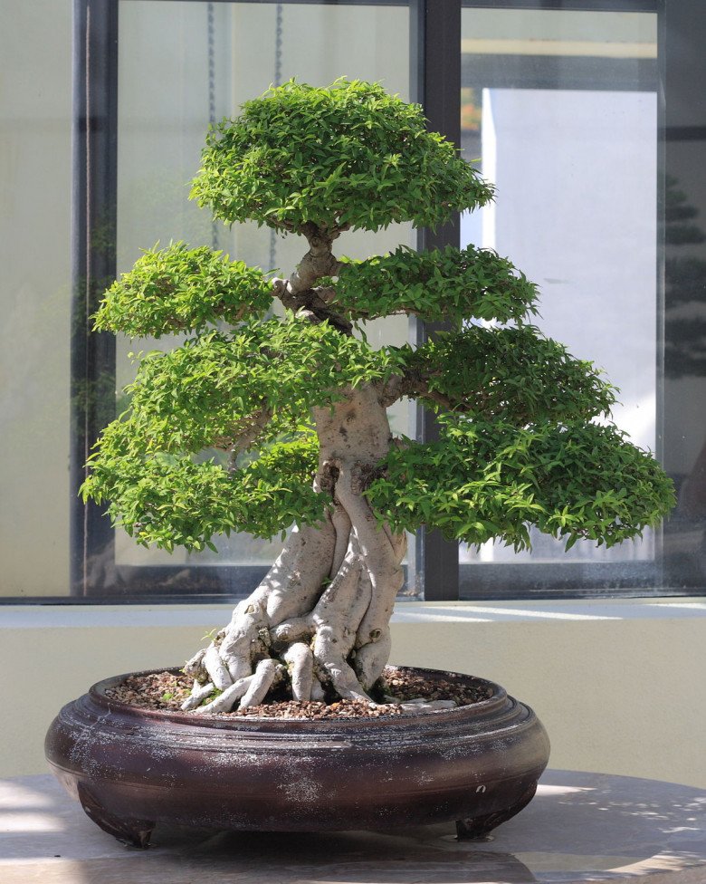 Loại cây này trong tên “có nước”, trồng một cây trước nhà con cháu đời đời giàu sang, càng trồng lâu càng có giá - Ảnh 4.
