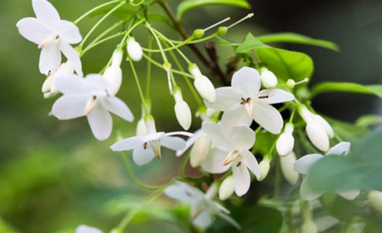 Loại cây này trong tên “có nước”, trồng một cây trước nhà con cháu đời đời giàu sang, càng trồng lâu càng có giá - Ảnh 2.