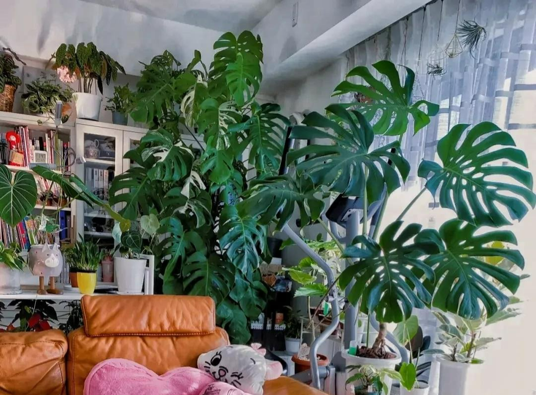 Mùa hè oi bức, trồng 5 cây cảnh lá to như quạt, lớn nhanh như thổi, mát rười rượi - Ảnh 8.