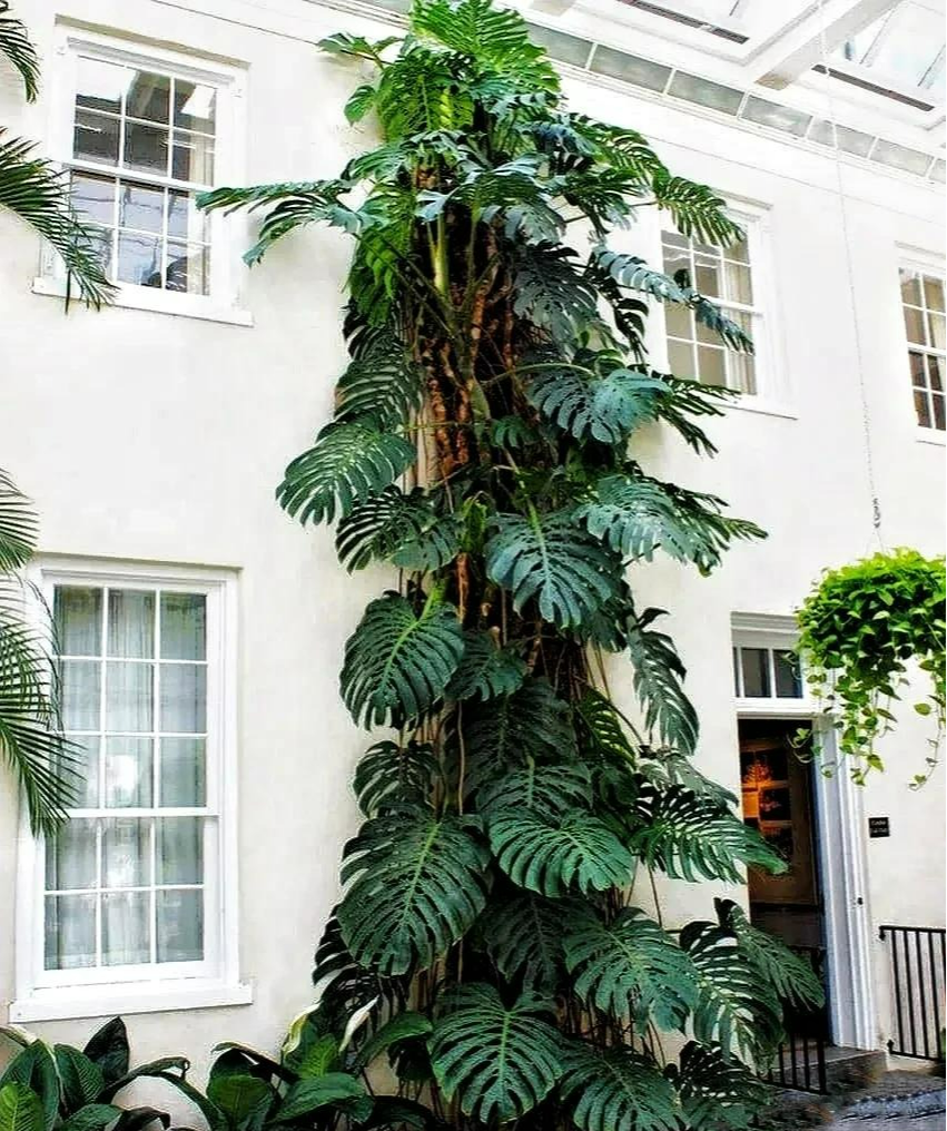 Mùa hè oi bức, trồng 5 cây cảnh lá to như quạt, lớn nhanh như thổi, mát rười rượi - Ảnh 9.