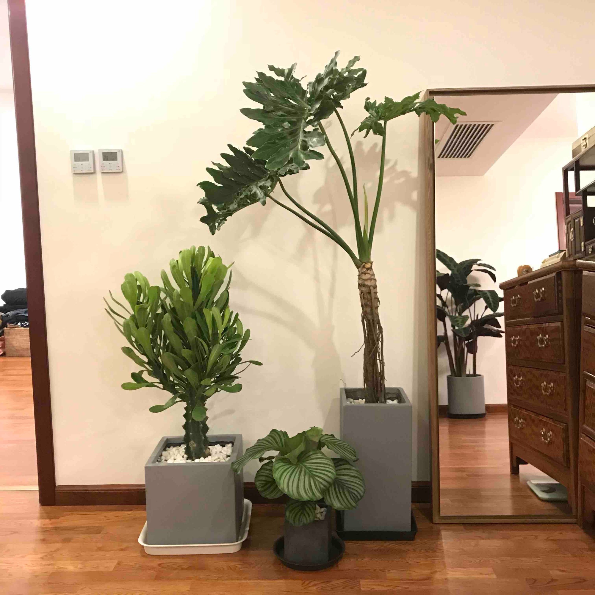 Mùa hè oi bức, trồng 5 cây cảnh lá to như quạt, lớn nhanh như thổi, mát rười rượi - Ảnh 4.