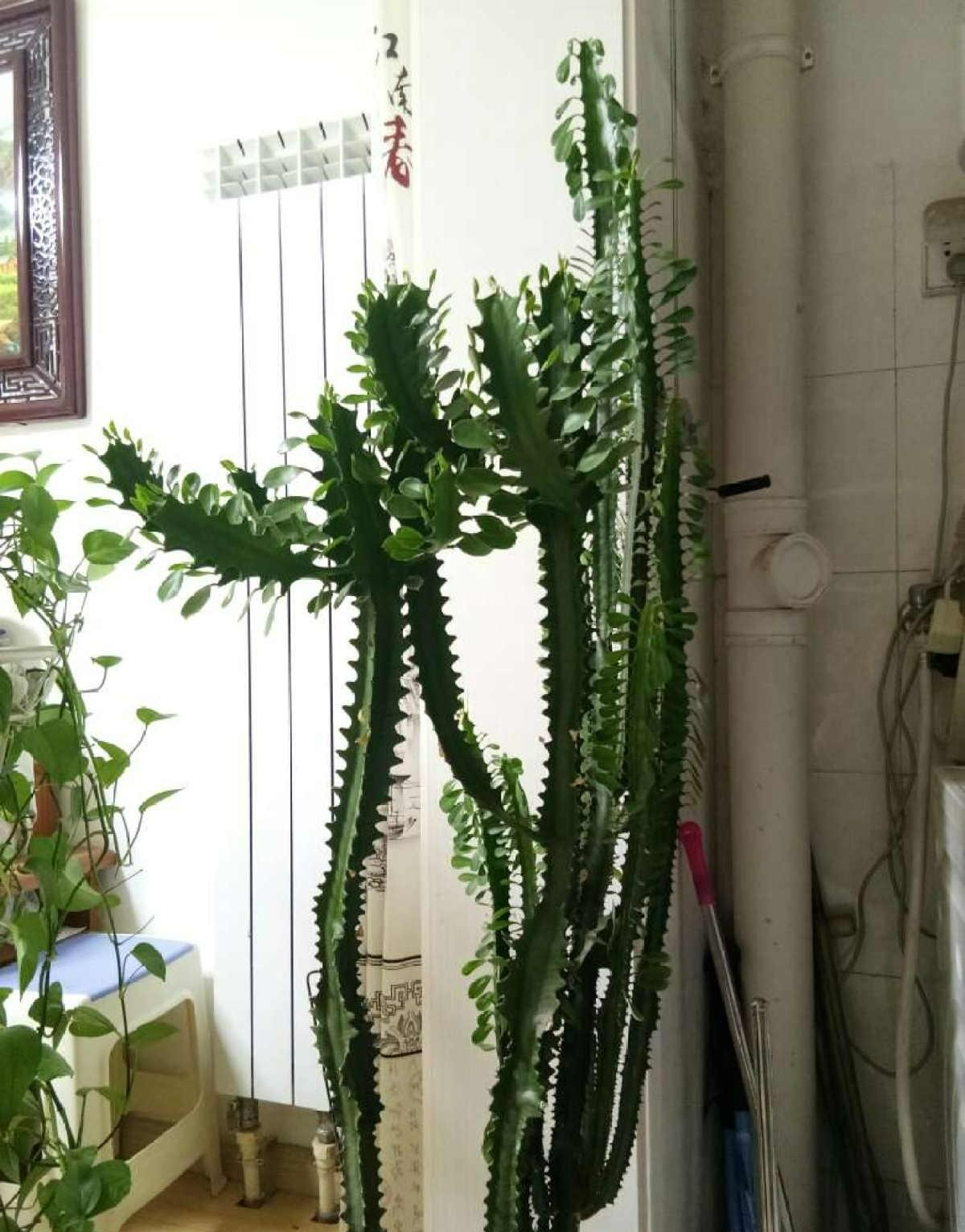 Một loại cây cảnh "cát tường", chịu hạn tốt, dáng "chọc trời", trồng trong nhà nửa năm đã cao cả mét - Ảnh 5.