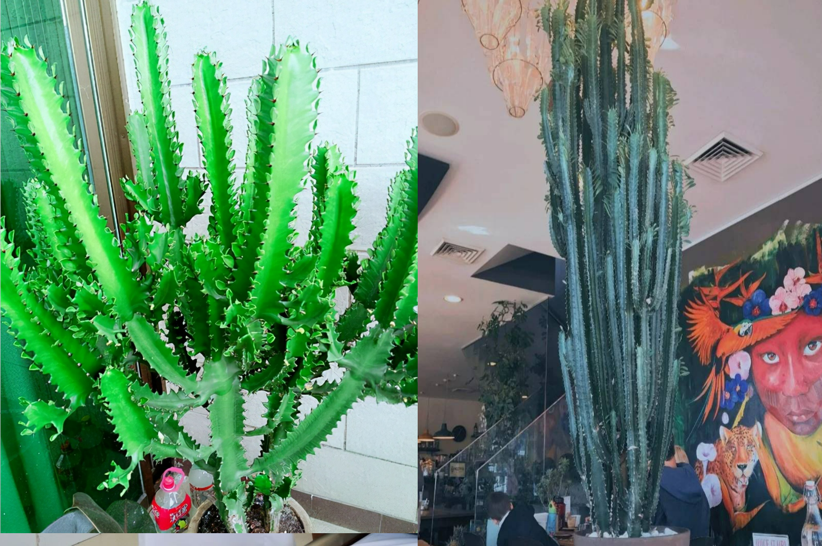 Một loại cây cảnh "cát tường", chịu hạn tốt, dáng "chọc trời", trồng trong nhà nửa năm đã cao cả mét - Ảnh 7.