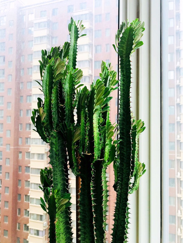 Một loại cây cảnh "cát tường", chịu hạn tốt, dáng "chọc trời", trồng trong nhà nửa năm đã cao cả mét - Ảnh 3.