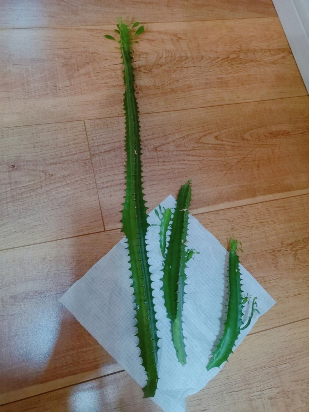 Một loại cây cảnh "cát tường", chịu hạn tốt, dáng "chọc trời", trồng trong nhà nửa năm đã cao cả mét - Ảnh 4.