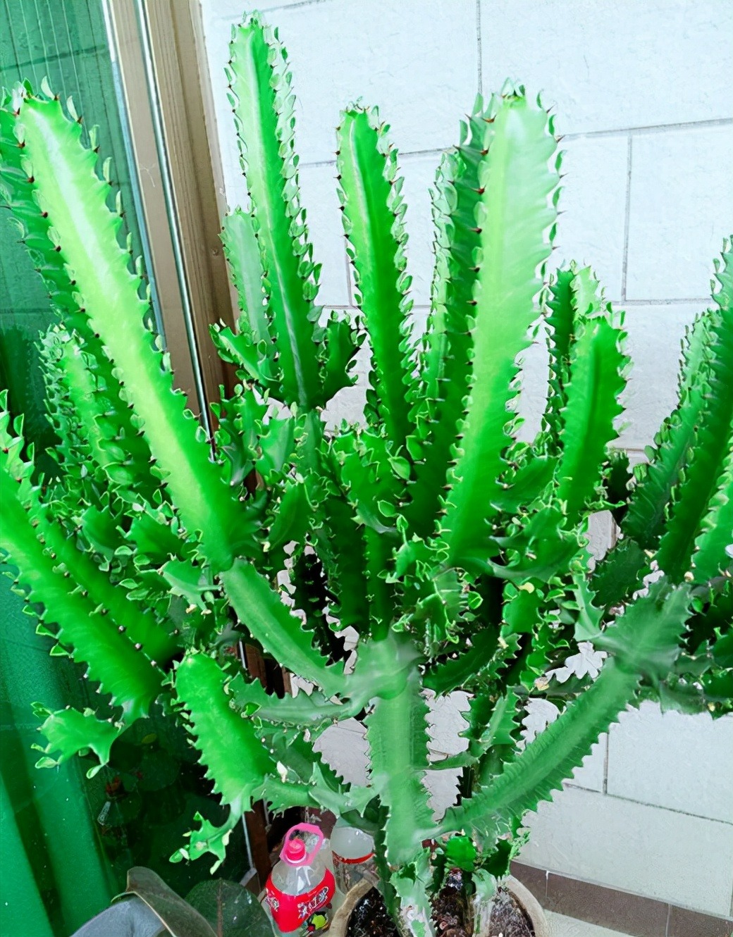 Một loại cây cảnh "cát tường", chịu hạn tốt, dáng "chọc trời", trồng trong nhà nửa năm đã cao cả mét - Ảnh 1.