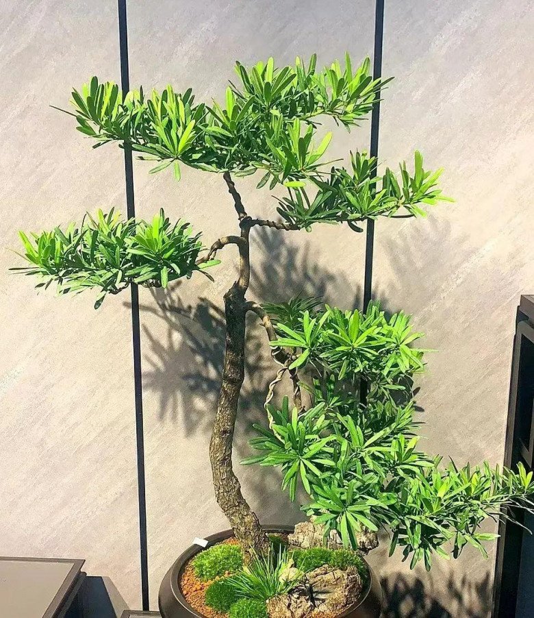 5 loại “hoa phú quý” sống lâu hơn cả người, càng già càng có giá, trồng một cây trước nhà làm vật gia truyền - Ảnh 3. 5 loại “hoa phú quý” sống lâu hơn cả người, càng già càng có giá, trồng một cây trước nhà làm vật gia truyền - Ảnh 3.