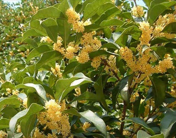 5 loại “hoa phú quý” sống lâu hơn cả người, càng già càng có giá, trồng một cây trước nhà làm vật gia truyền - Ảnh 4. 5 loại “hoa phú quý” sống lâu hơn cả người, càng già càng có giá, trồng một cây trước nhà làm vật gia truyền - Ảnh 4.