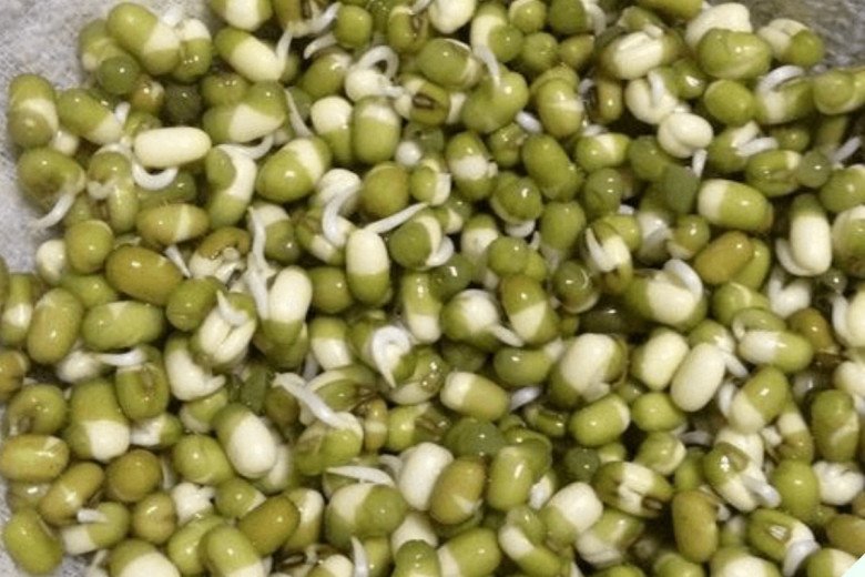 Loại rau thân trắng rất giàu đạm, giải nhiệt cực tốt, tự ủ 4 ngày là có ăn, cọng nào cũng vừa to vừa trắng - Ảnh 3.