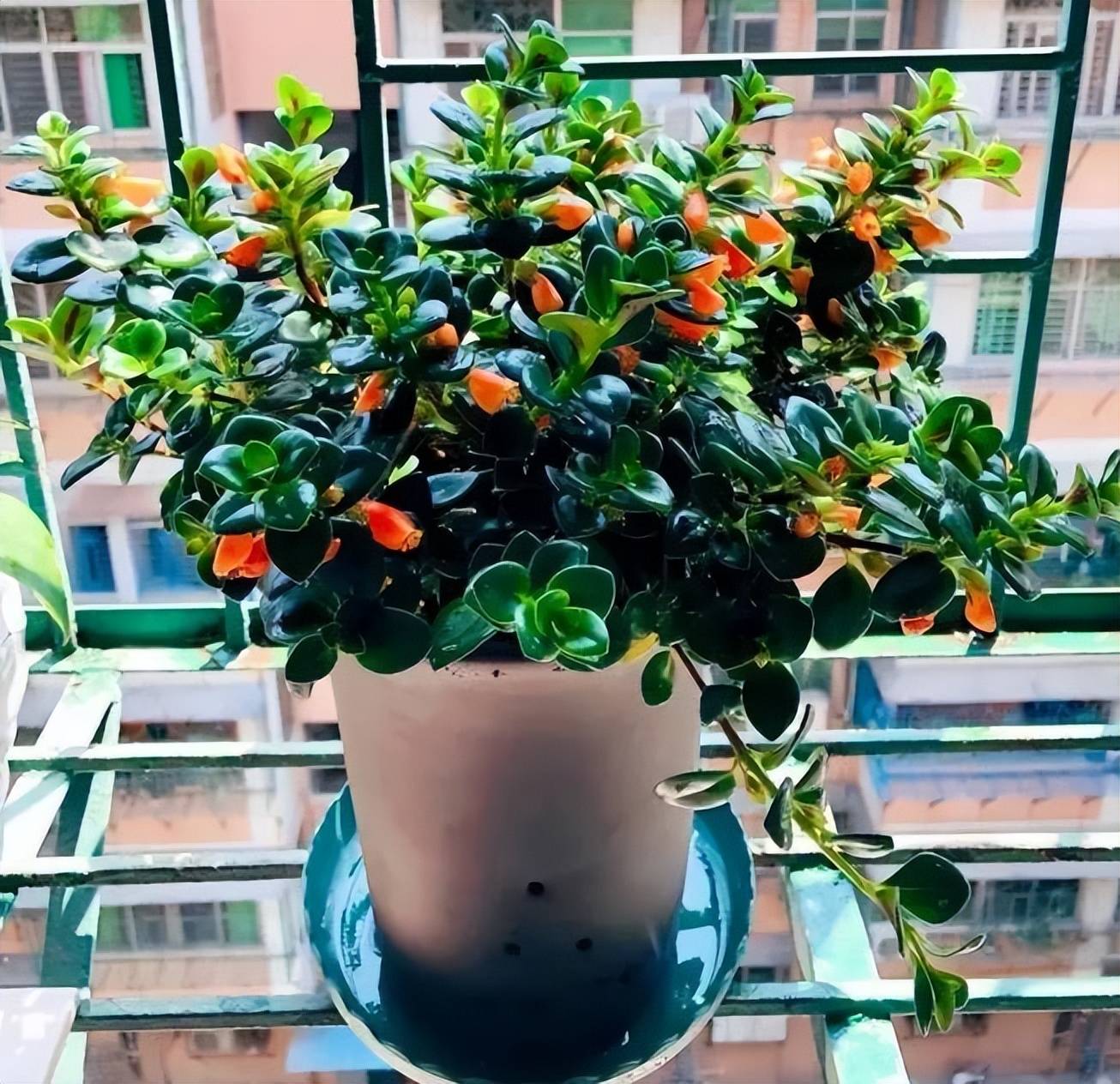 Người thông minh chọn trồng 4 loại cây cảnh này, càng nuôi gia đình càng giàu có, càng khỏe mạnh, hưng vượng - Ảnh 2. Người thông minh chọn trồng 4 loại cây cảnh này, càng nuôi gia đình càng giàu có, càng khỏe mạnh, hưng vượng - Ảnh 2.
