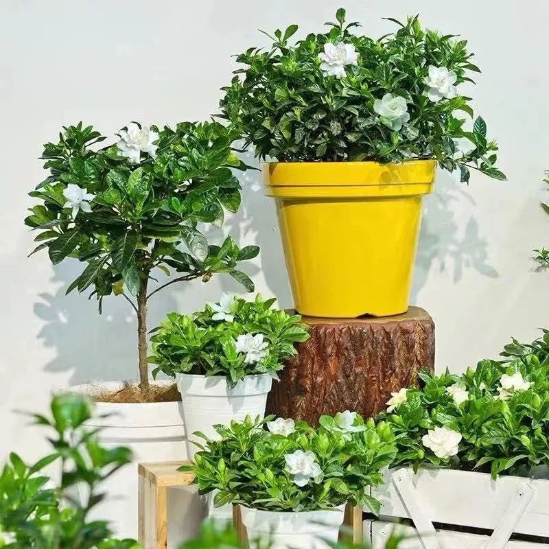 Người thông minh chọn trồng 4 loại cây cảnh này, càng nuôi gia đình càng giàu có, càng khỏe mạnh, hưng vượng - Ảnh 1. Người thông minh chọn trồng 4 loại cây cảnh này, càng nuôi gia đình càng giàu có, càng khỏe mạnh, hưng vượng - Ảnh 1.