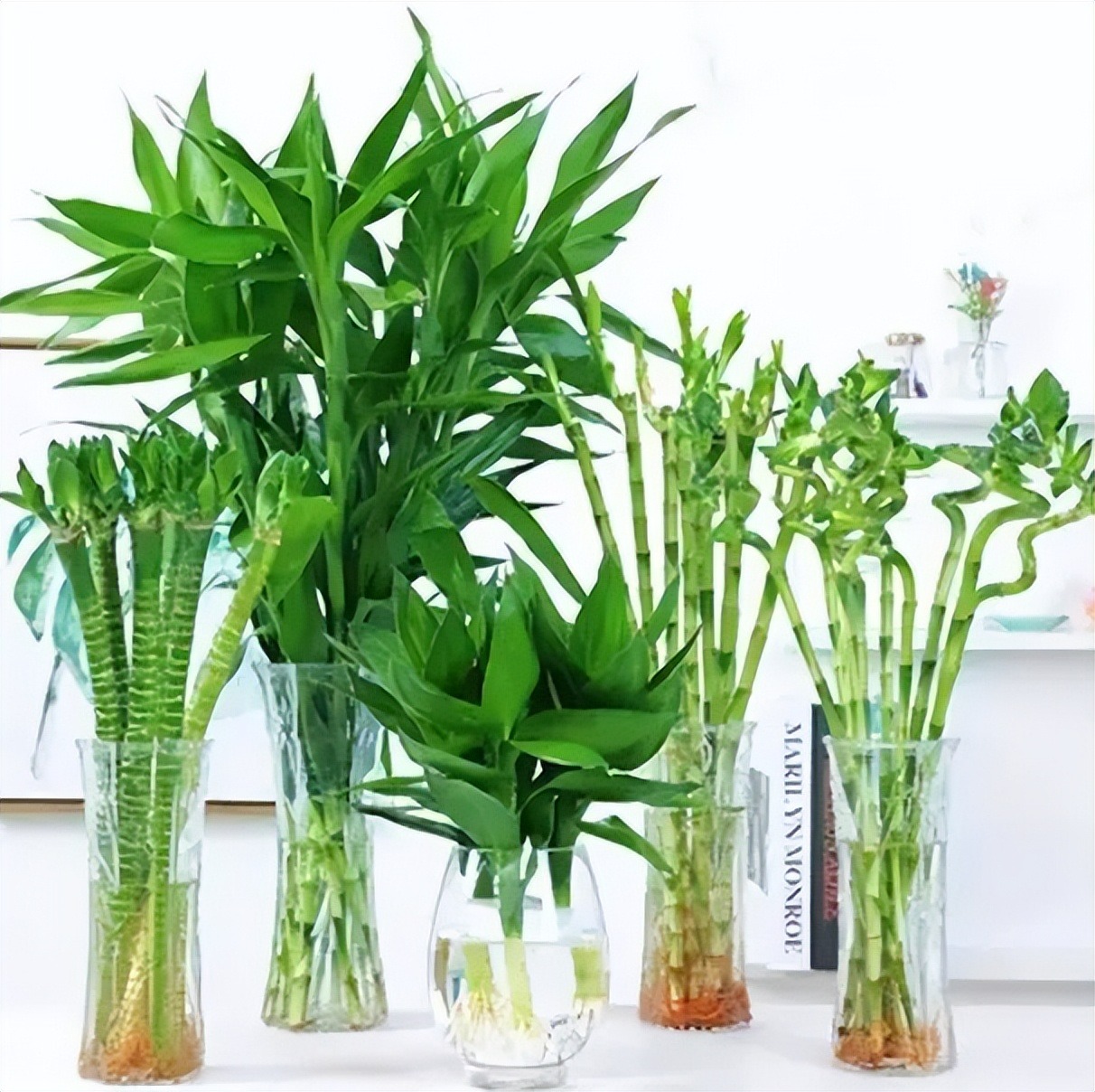 Người thông minh chọn trồng 4 loại cây cảnh này, càng nuôi gia đình càng giàu có, càng khỏe mạnh, hưng vượng - Ảnh 13. Người thông minh chọn trồng 4 loại cây cảnh này, càng nuôi gia đình càng giàu có, càng khỏe mạnh, hưng vượng - Ảnh 13.