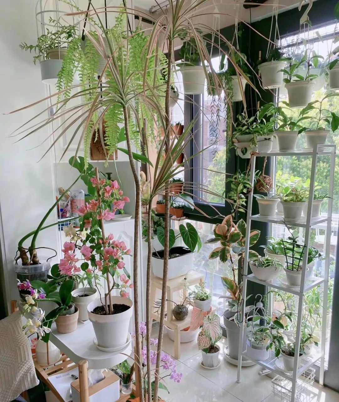 Người xưa dặn: "4 loại cây cảnh không vào ban công, gia đình vô tai vô bệnh, Thần Tài ghé thăm"  - Ảnh 2.