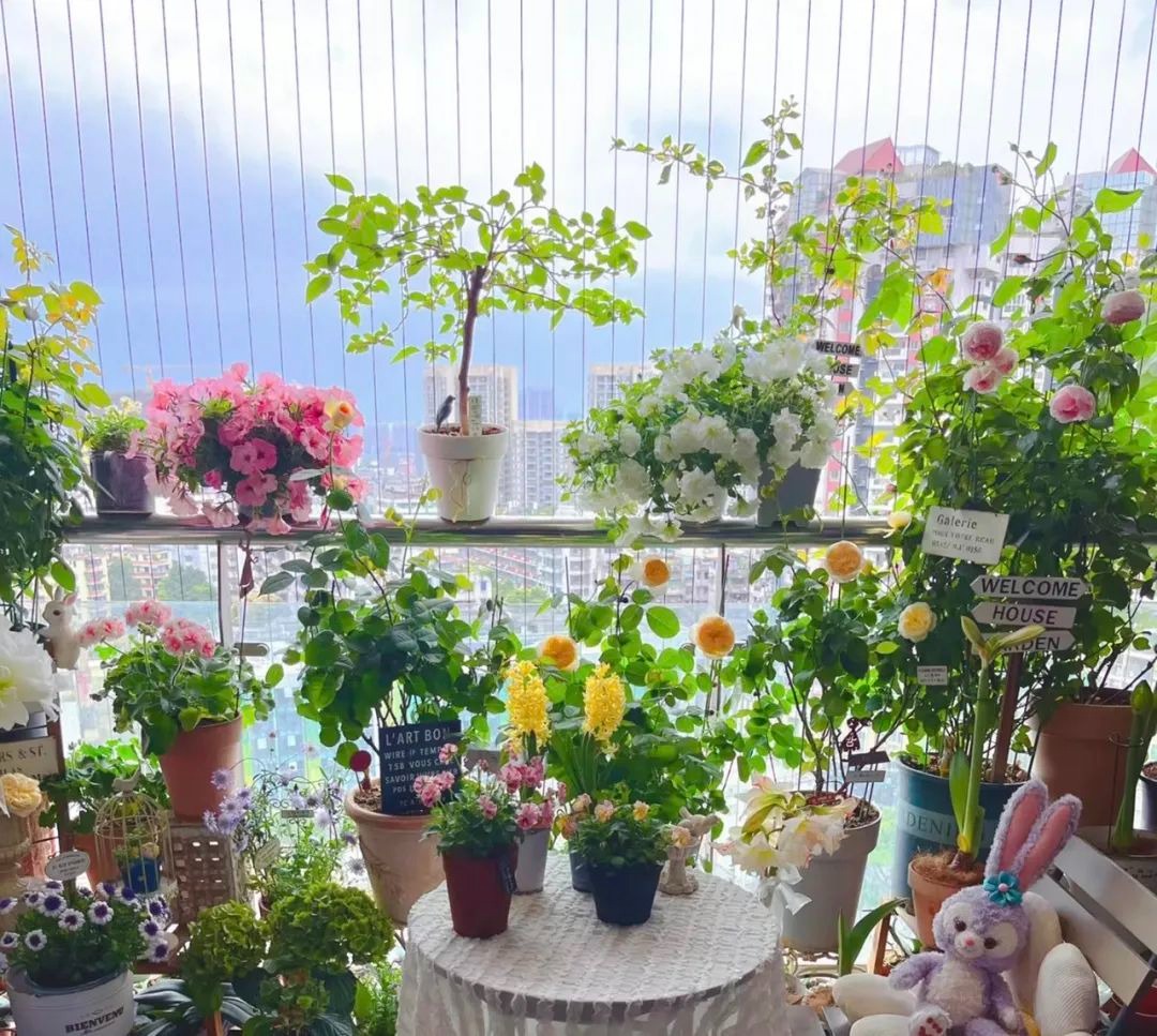 Người xưa dặn: "4 loại cây cảnh không vào ban công, gia đình vô tai vô bệnh, Thần Tài ghé thăm"  - Ảnh 1.