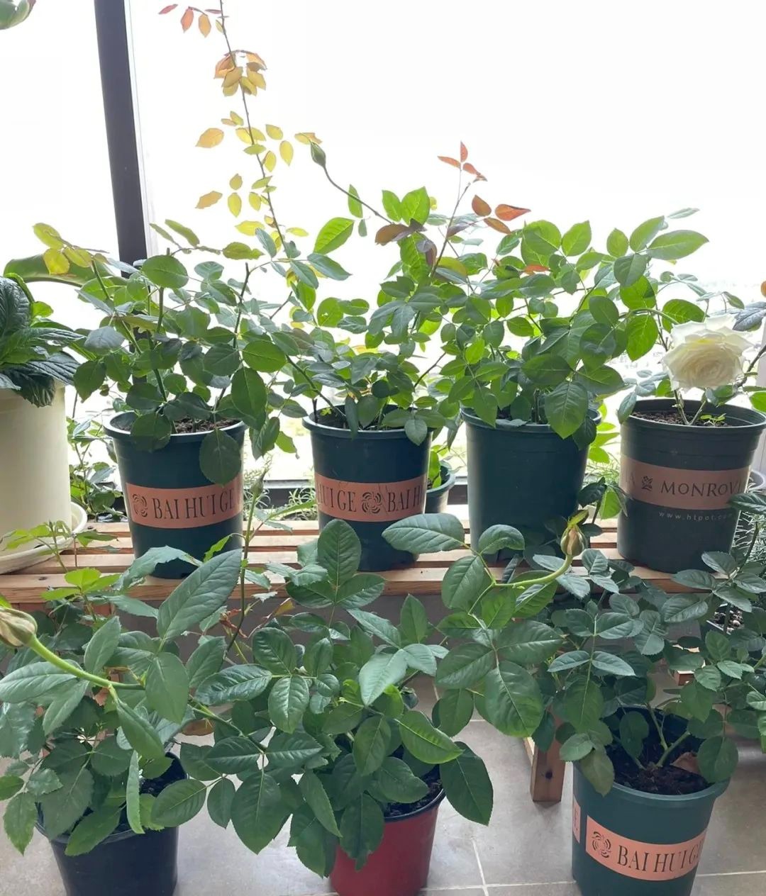 Người xưa dặn: "4 loại cây cảnh không vào ban công, gia đình vô tai vô bệnh, Thần Tài ghé thăm"  - Ảnh 6.